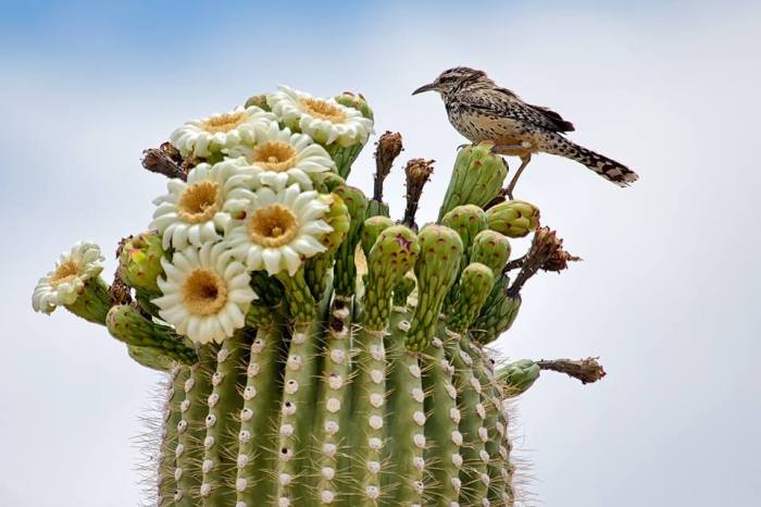 saguaro_cactus_wren
