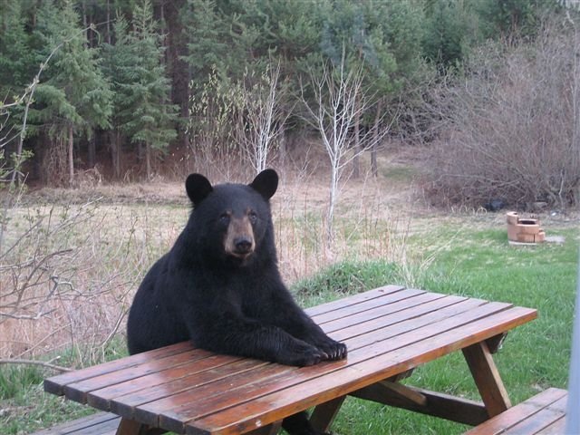 bear_picnic_table